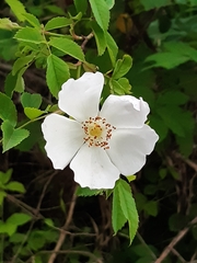Rosa canina