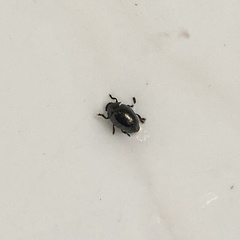 Coleoptera