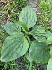 Plantago major