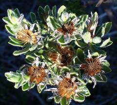 Oedera calycina