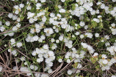 Delosperma uncinatum