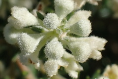 Phylica axillaris maritima