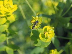 Sapyga quinquepunctata