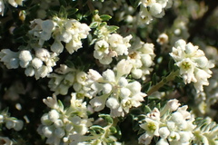 Phylica axillaris maritima