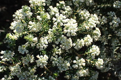 Phylica axillaris maritima