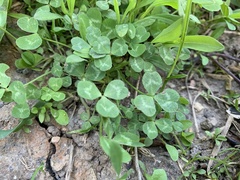 Trifolium repens