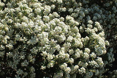 Phylica axillaris maritima