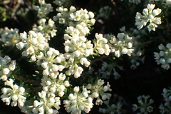 Phylica axillaris maritima