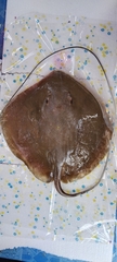Pateobatis uarnacoides