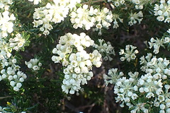 Phylica axillaris maritima