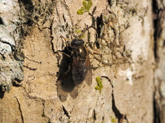 Merodon armipes