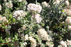 Plecostachys serpyllifolia