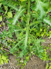 Sonchus asper