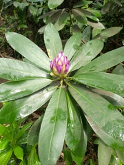 Rhododendron ponticum