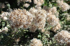 Plecostachys serpyllifolia