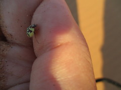 Zophosis fairmairei
