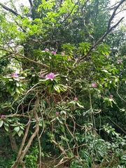 Rhododendron ponticum