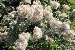 Plecostachys serpyllifolia