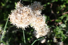 Plecostachys serpyllifolia