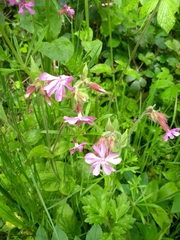 Silene dioica
