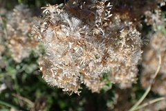 Plecostachys serpyllifolia