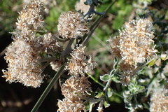 Plecostachys serpyllifolia
