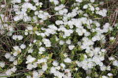 Delosperma uncinatum