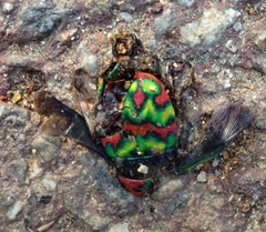 Poecilocoris splendidulus