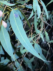 Eucalyptus major