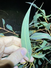 Eucalyptus major