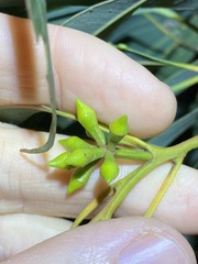 Eucalyptus major