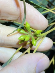 Eucalyptus major