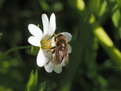 Merodon armipes