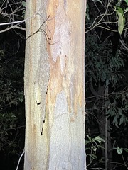Eucalyptus major
