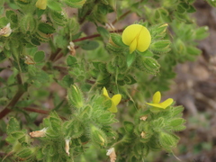 Ononis pubescens