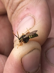 Nomada goodeniana
