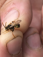 Nomada goodeniana