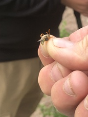 Nomada goodeniana