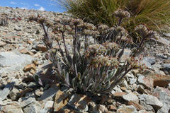 Myosotis traversii cantabrica