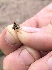 Nomada goodeniana