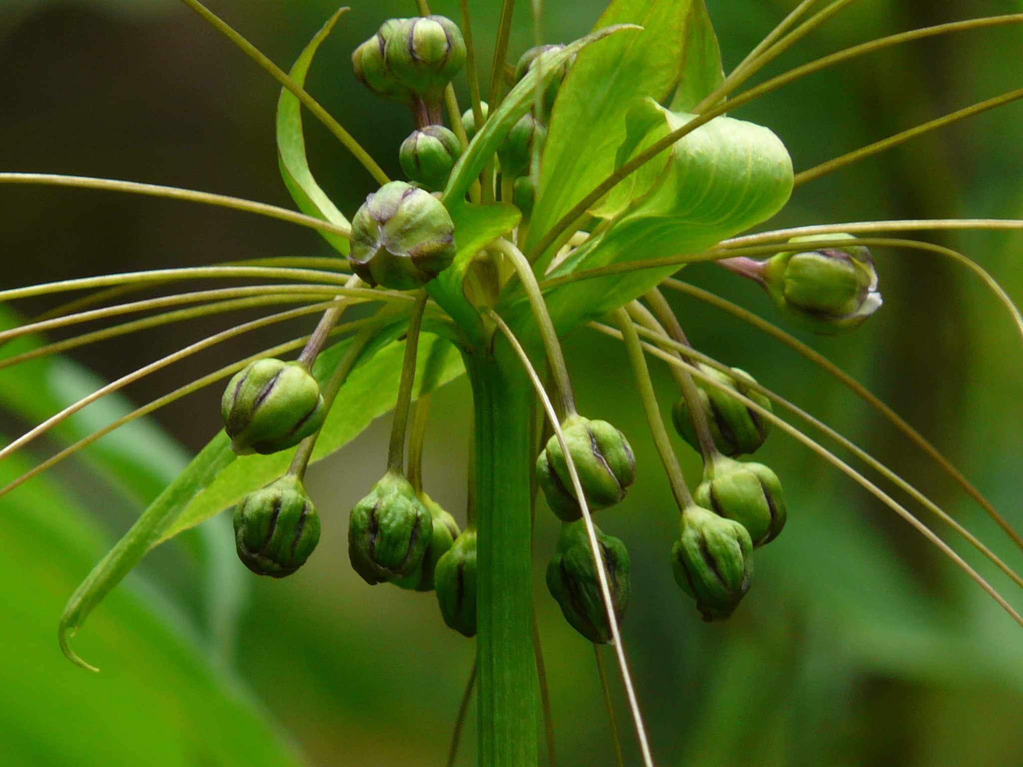 Tacca leontopetaloides (L.) Kuntze