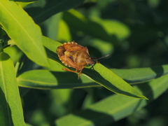 Carpocoris mediterraneus