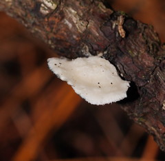 Postia lactea