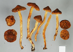 Aureonarius viscilaetus