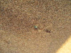 Zophosis fairmairei