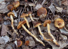 Aureonarius viscilaetus