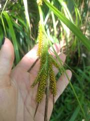 Carex wahuensis