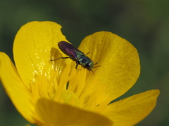 Anthaxia bicolor