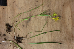 Gagea granulosa