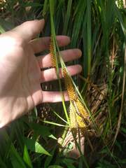 Carex wahuensis